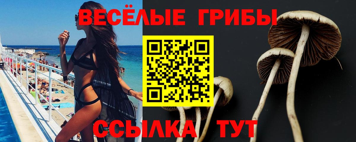 Вольск  Псилоцибиновые грибы Psilocybine cubensis  наркота  Вход с VPN 